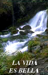 � La Vida Es Bella !
